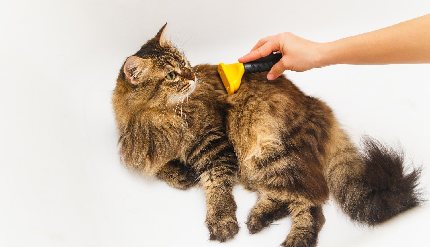 A girl is scratching a cat with a furminator. White bathroom as background.