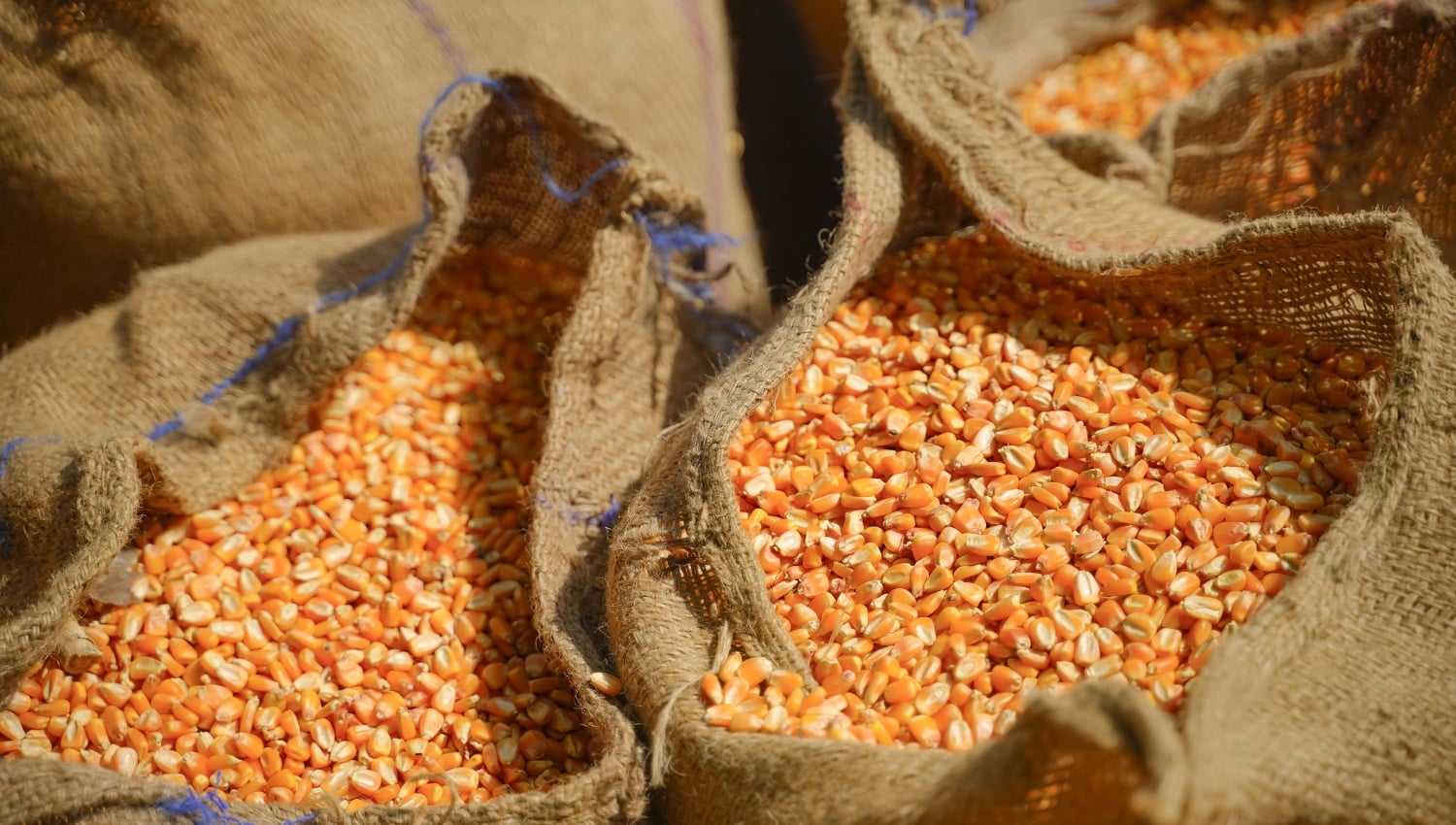 dry corn in jute bags