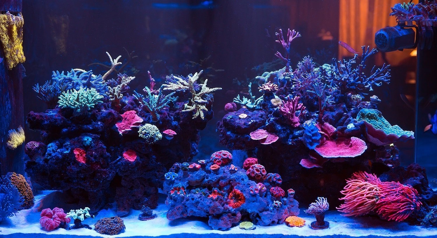 Corals in a Marine Aquarium.