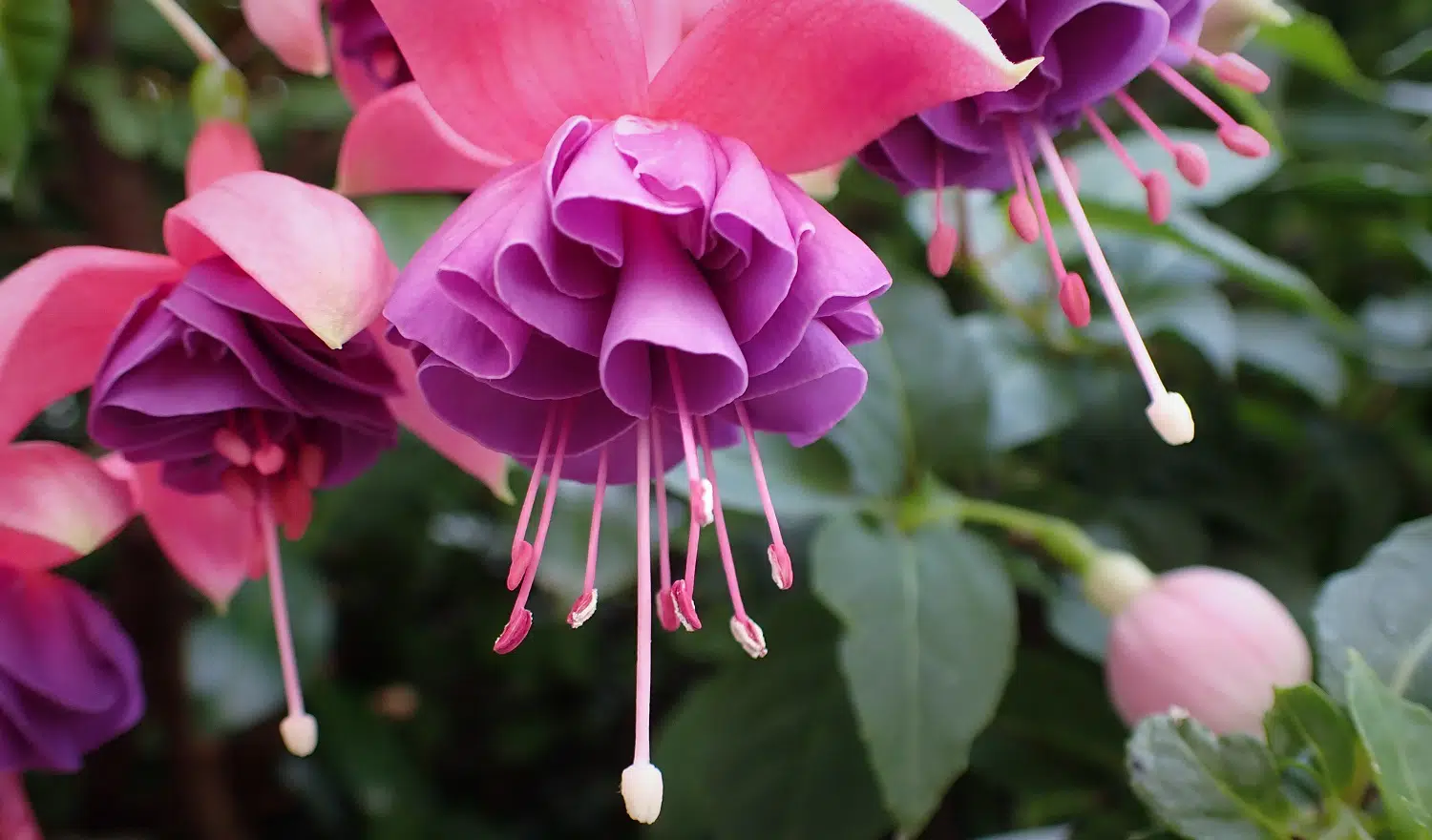 Types of Pink and Fuchsia Flowers to Consider