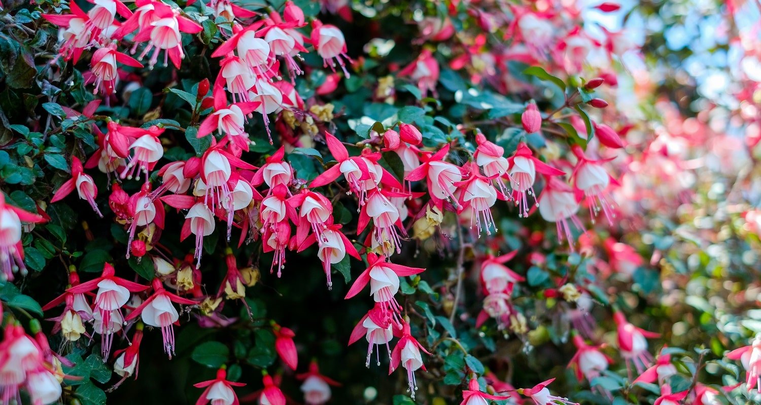 30 Types of Pink and Fuchsia Flowers to Consider 2