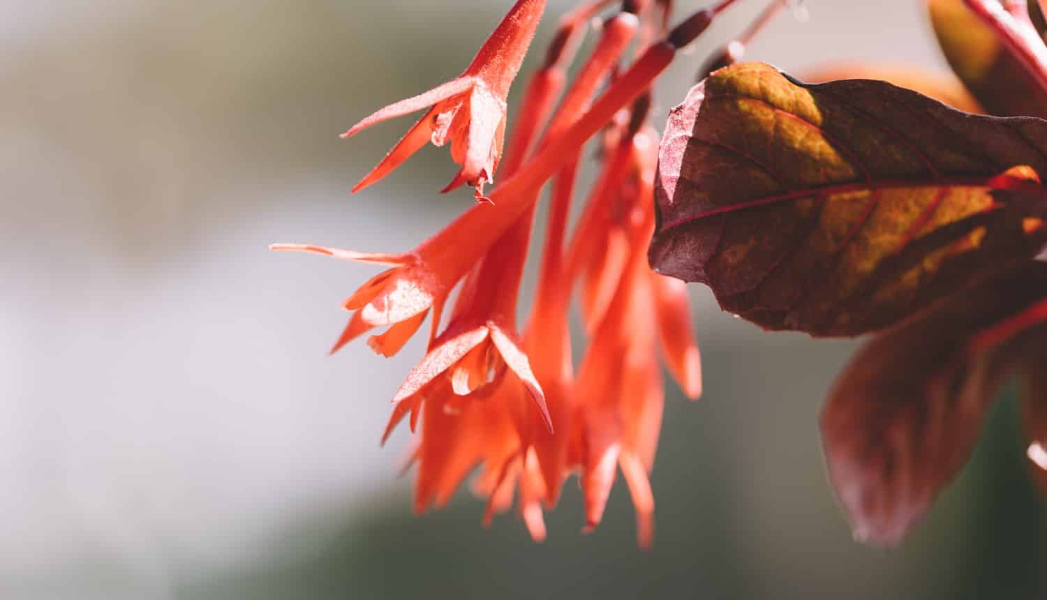 Fuchsia flowers in spring