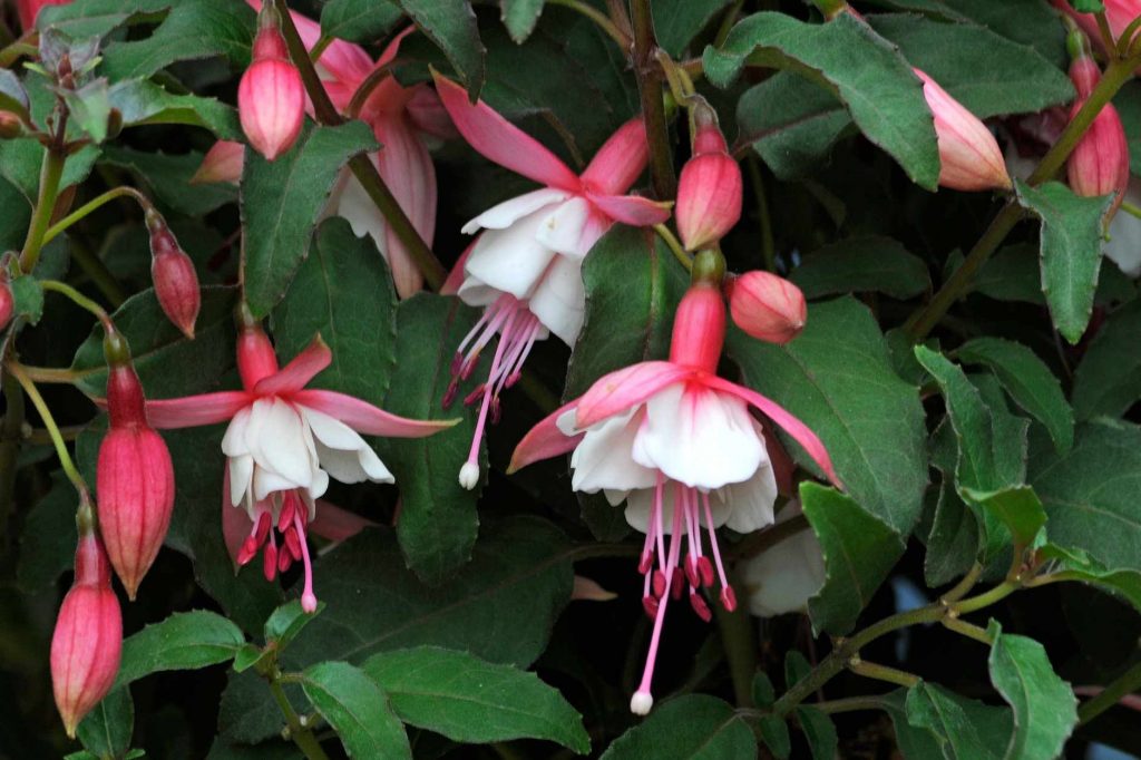 30 Types Of Pink Fuchsia Flowers To Consider