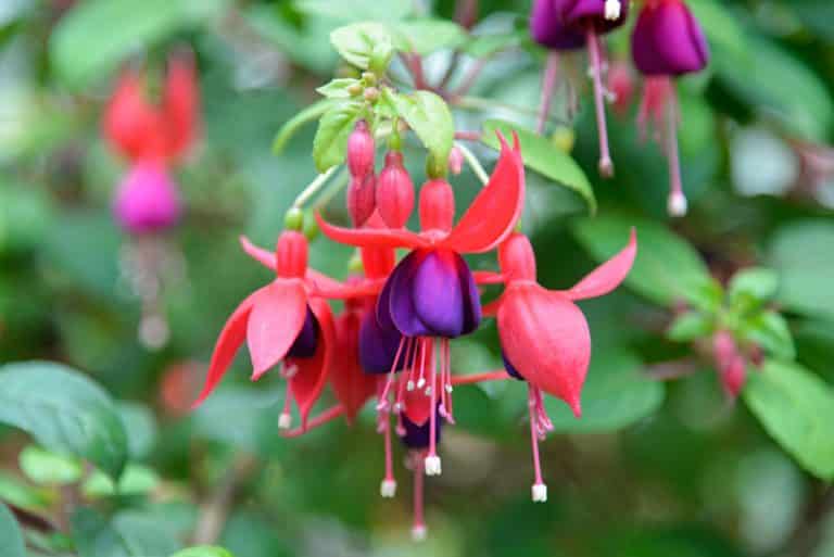 30 Types Of Pink Fuchsia Flowers To Consider
