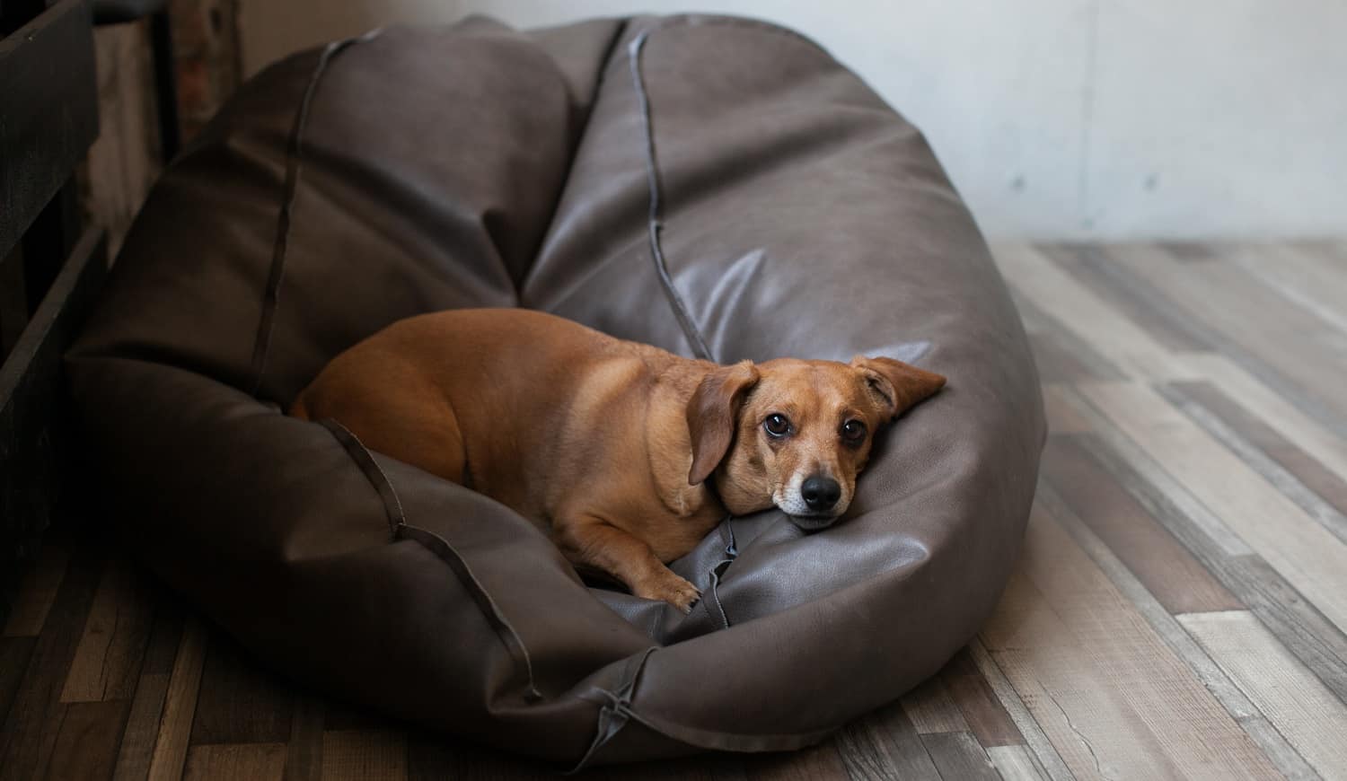 Portrait Of An Adult Plump Dachshund Dog Lying On A Leather Bean Bag Chair In Loft Apartment. The Dog Looks Sadly At The Camera. Best Bean Bag Chair Verdict