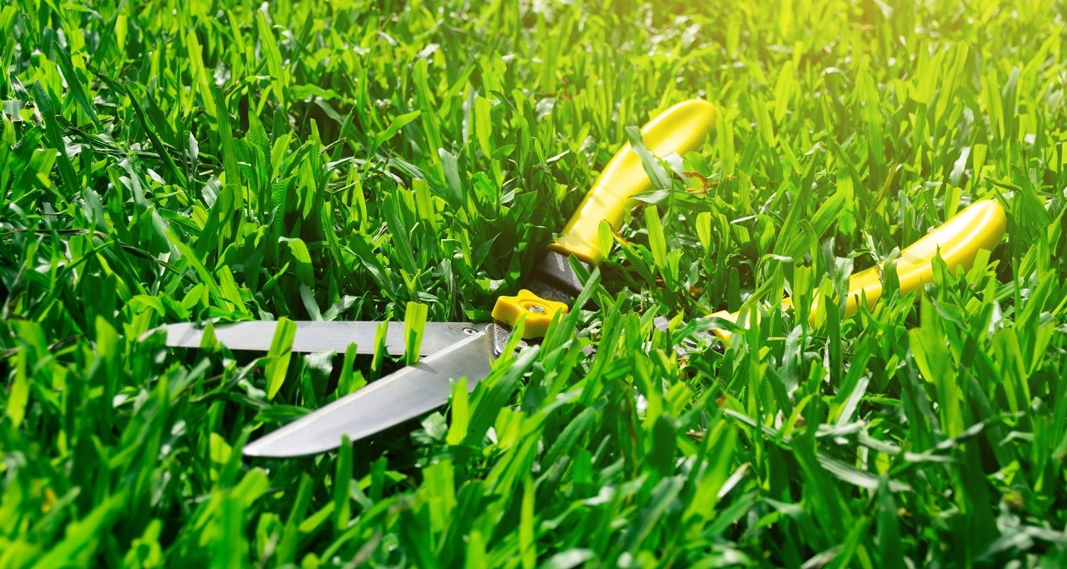Scissors cut the grass on the lawn