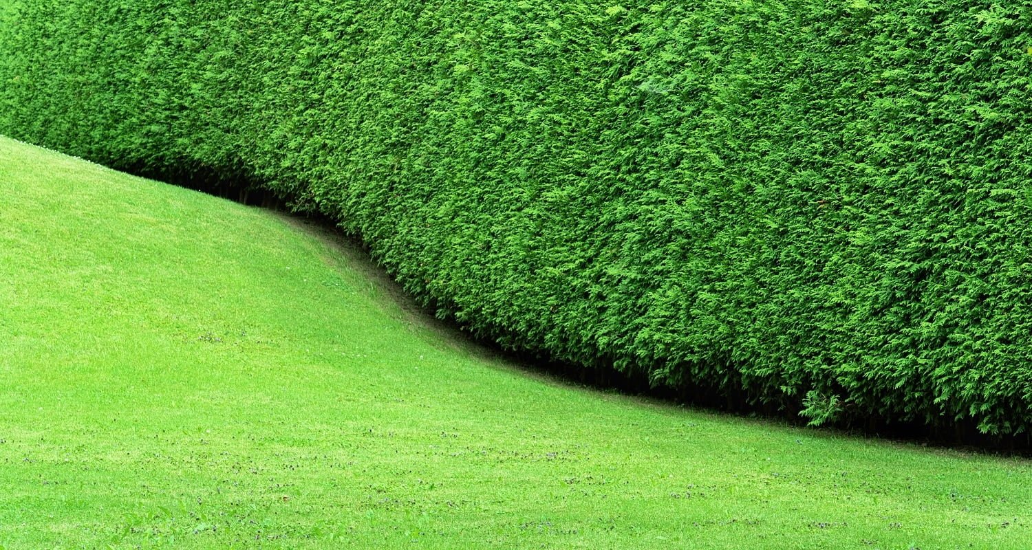 View of the hedge in the form of a undulating continuous wall of thuja and a smooth green lawn. The formation of a bush during plant growth. Concept background, texture, plant care, pruning and cutting