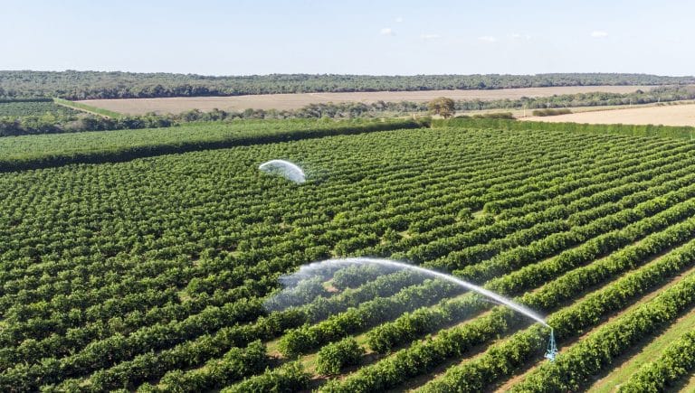 Irrigation in orange plantation on sunny day in Brazil.