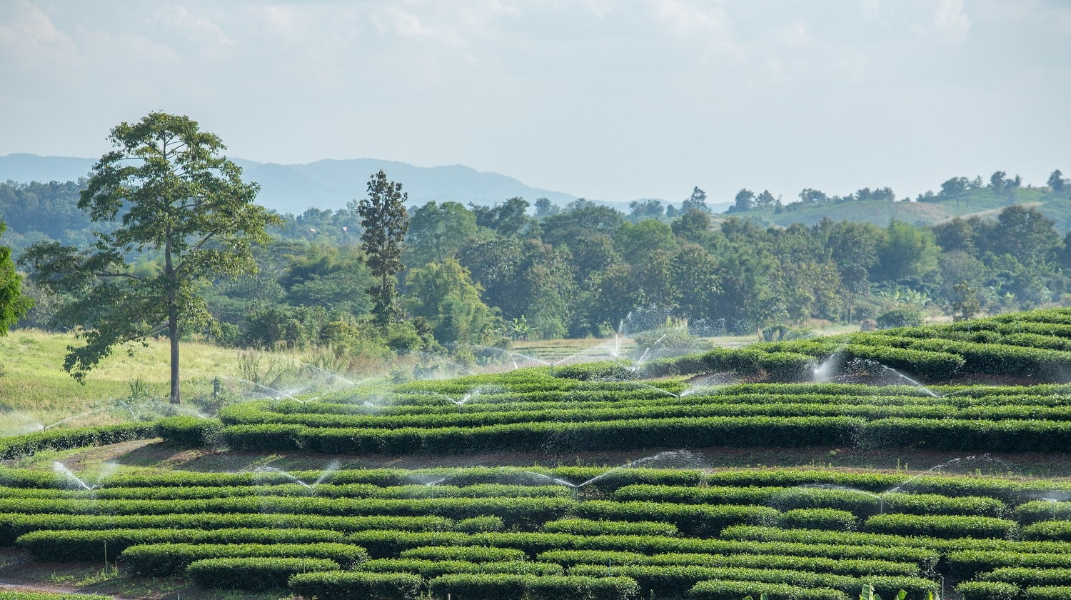 Tea plantation and water sprinkler.