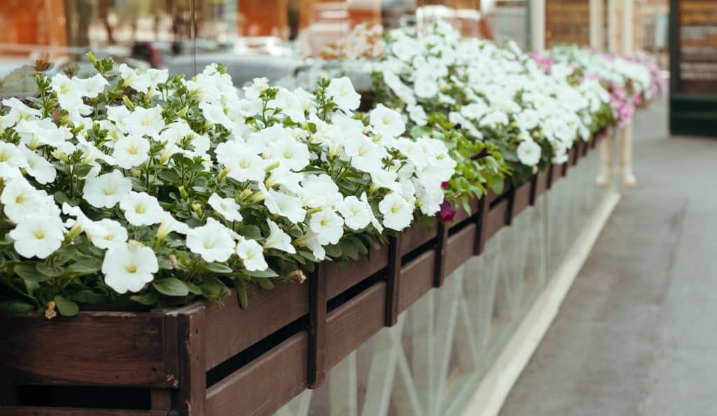 8 Best Fertilizers For Petunias Right Now