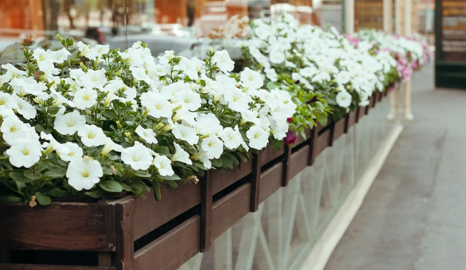 blooming white Petunia in a hanging retro planters on the street