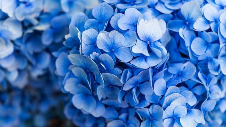 Hydrangea Flowers in the Garden on Sunny Summer Day