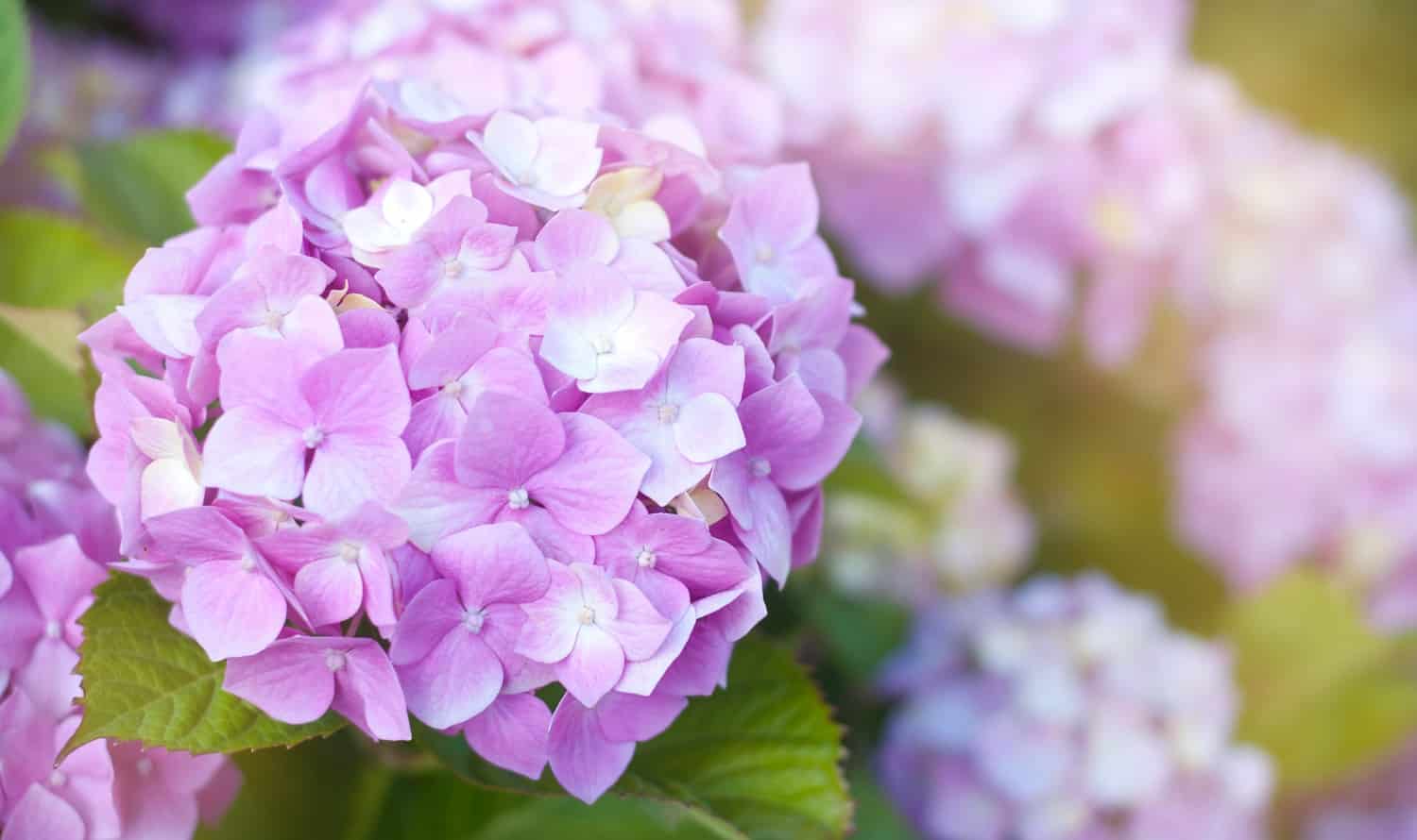 9 Best Fertilizers for Hydrangeas 003