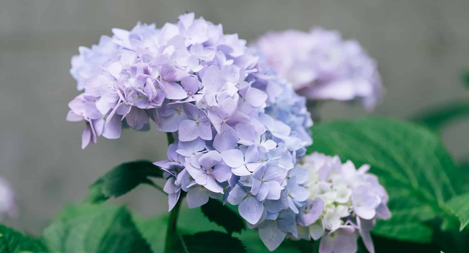 Hydrangea flower closeup