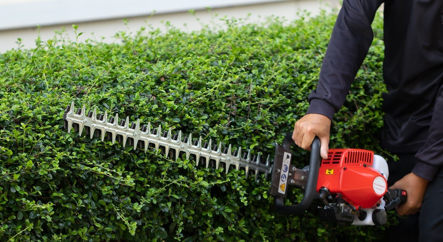 Home and garden concept. Hedge trimmer in action. Bush trimming work. Shrubs pruning. Gardening and cutting activities.