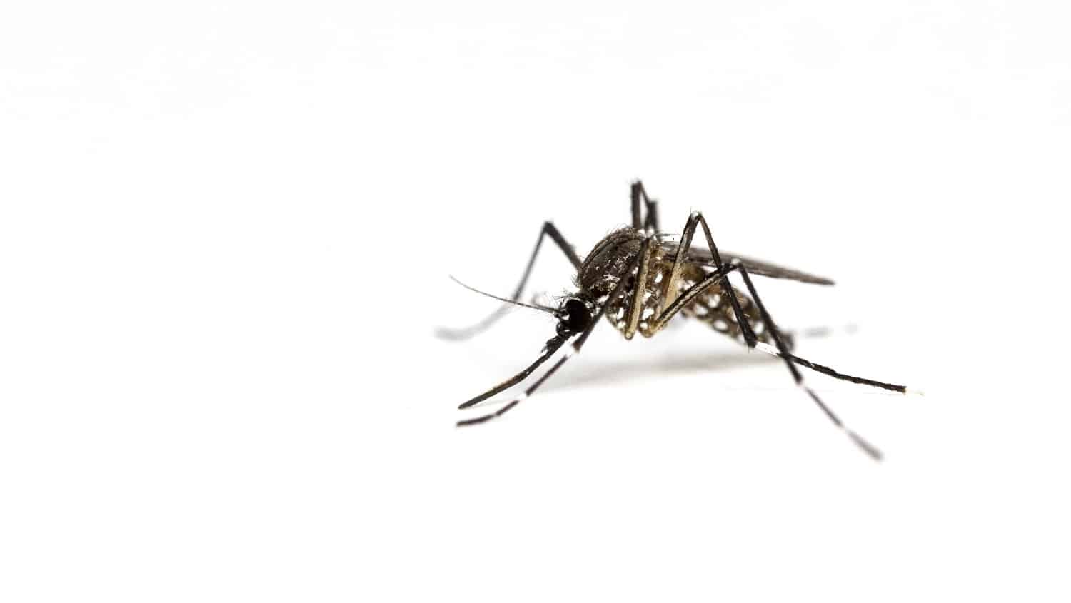 Closeup A Mosquito isolated on a white background