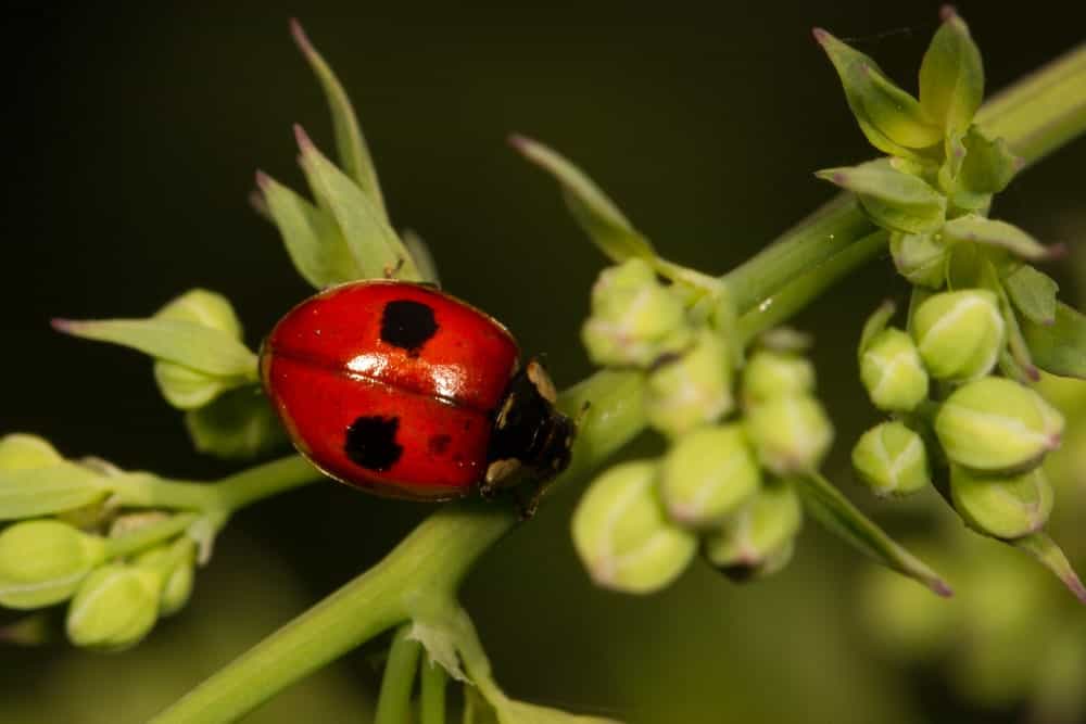 Different Types Of Ladybugs