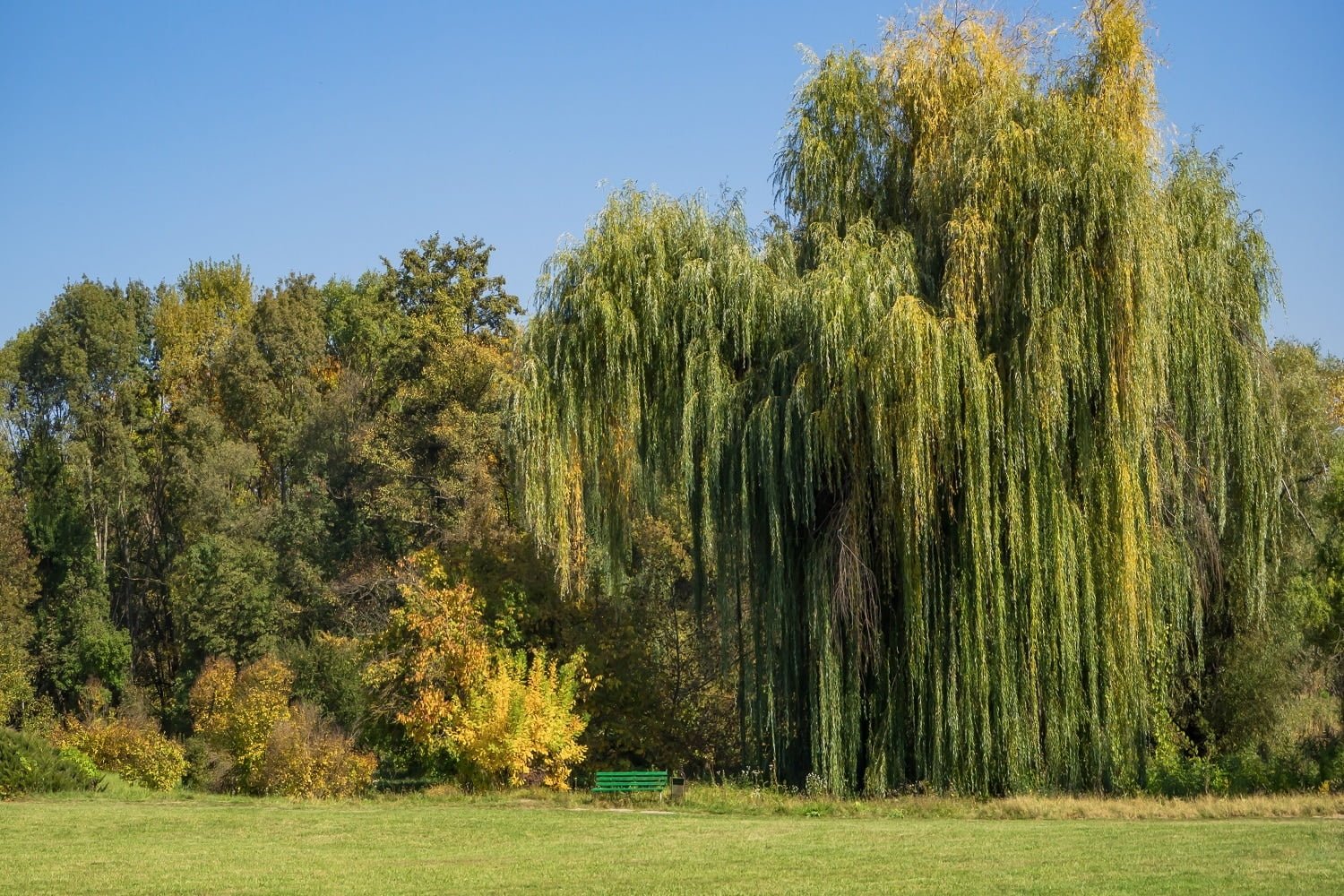 diamond leaf willow tree