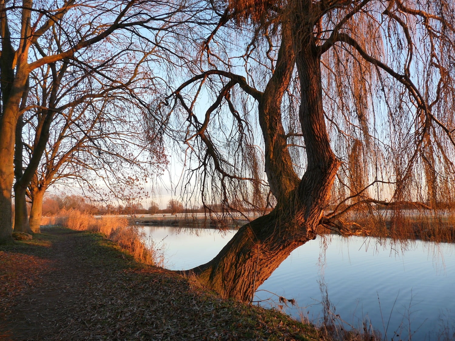 Different Types Of Willow Trees 3