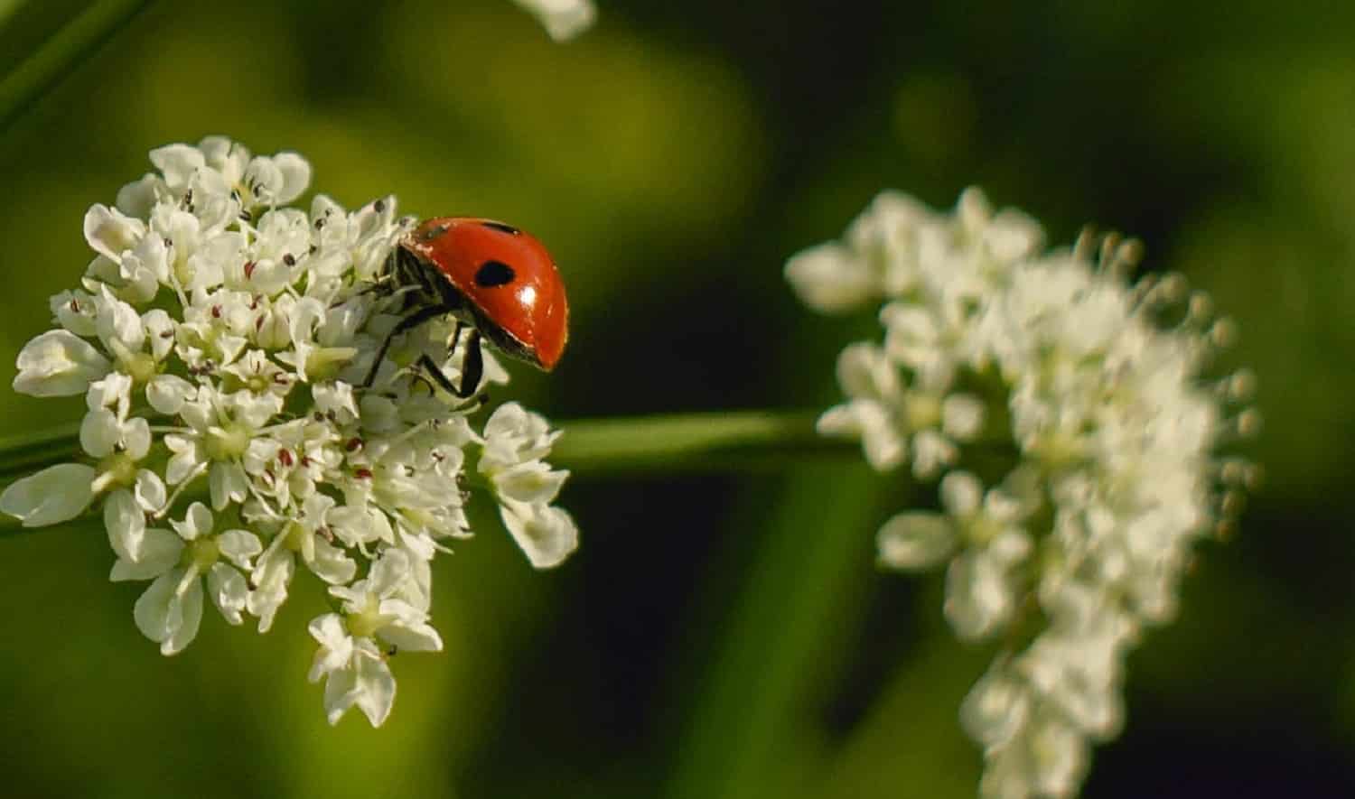 Different Types of Ladybugs 3