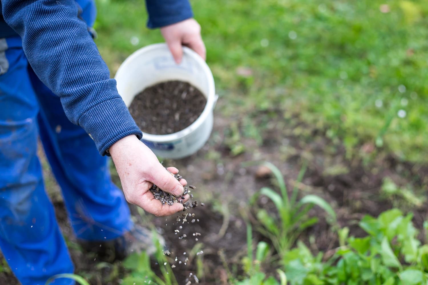 Fertilizer for Lilacs 2 1