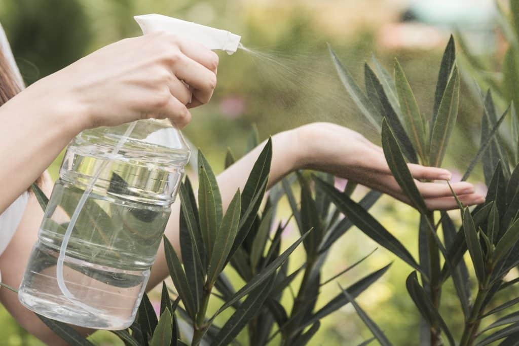 11 Best Fertilizer For Lilacs Of 2023 Reviews + Guide