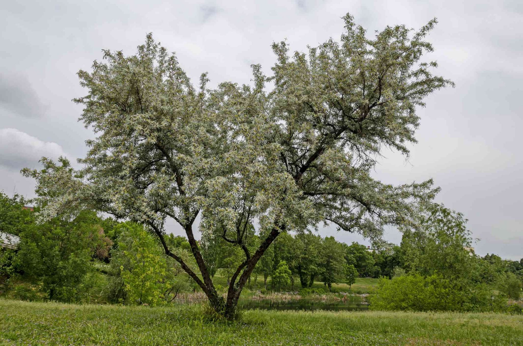 13 Different Types Of Willow Trees To Consider 13 Different Types Of Willow Trees To Consider