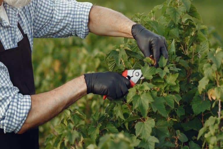 Man trimming bough of brush. Senior in a black apron.