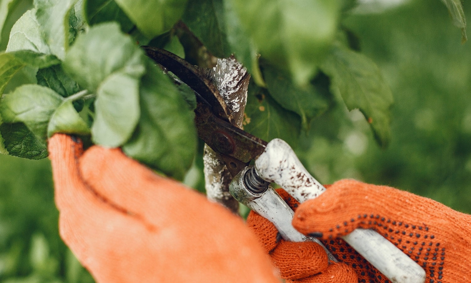 Woman gathers fresh kitchen herbs in the garden. Hand in a orange gloves.