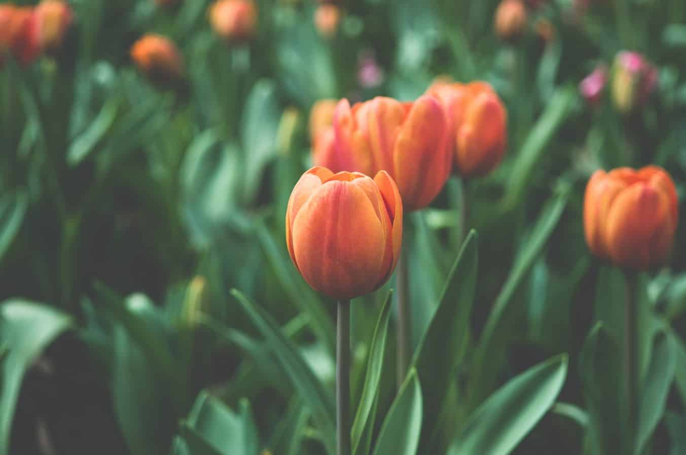 Why Tulips Dont Bloom What You Can Do Actually Works 1