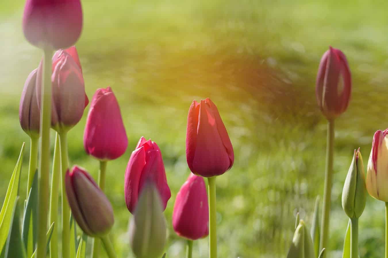 Why Tulips Don't Bloom & What You Can Do