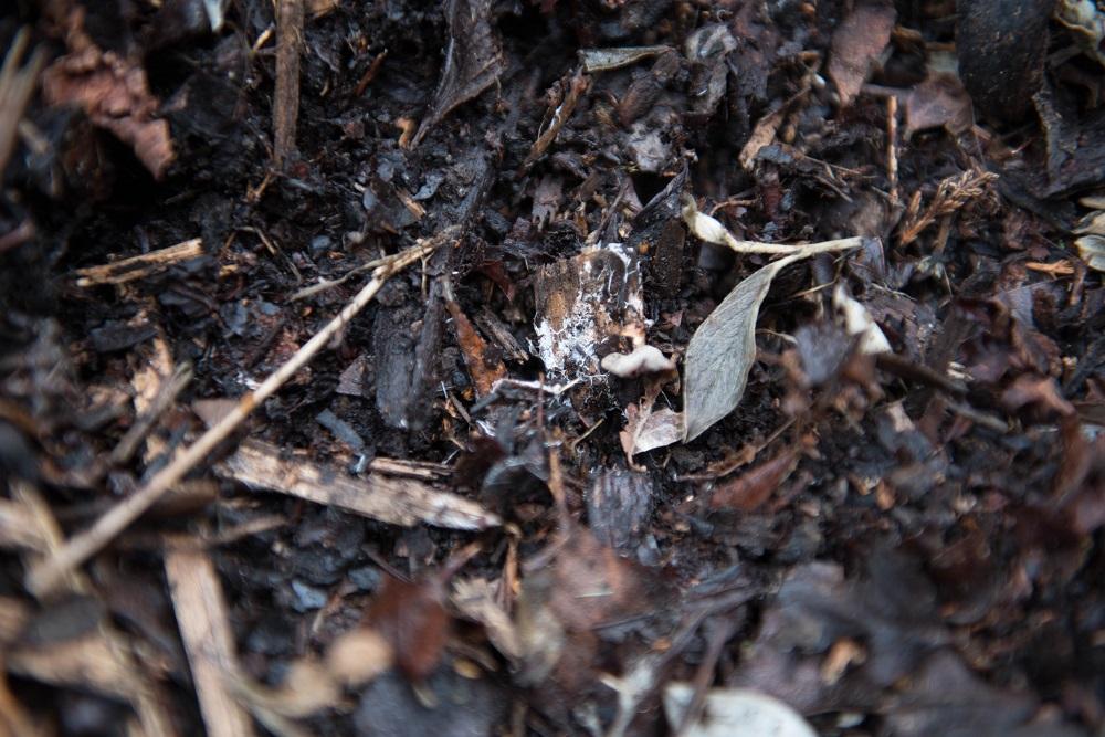 What Is Mulch How To Use It Today 1