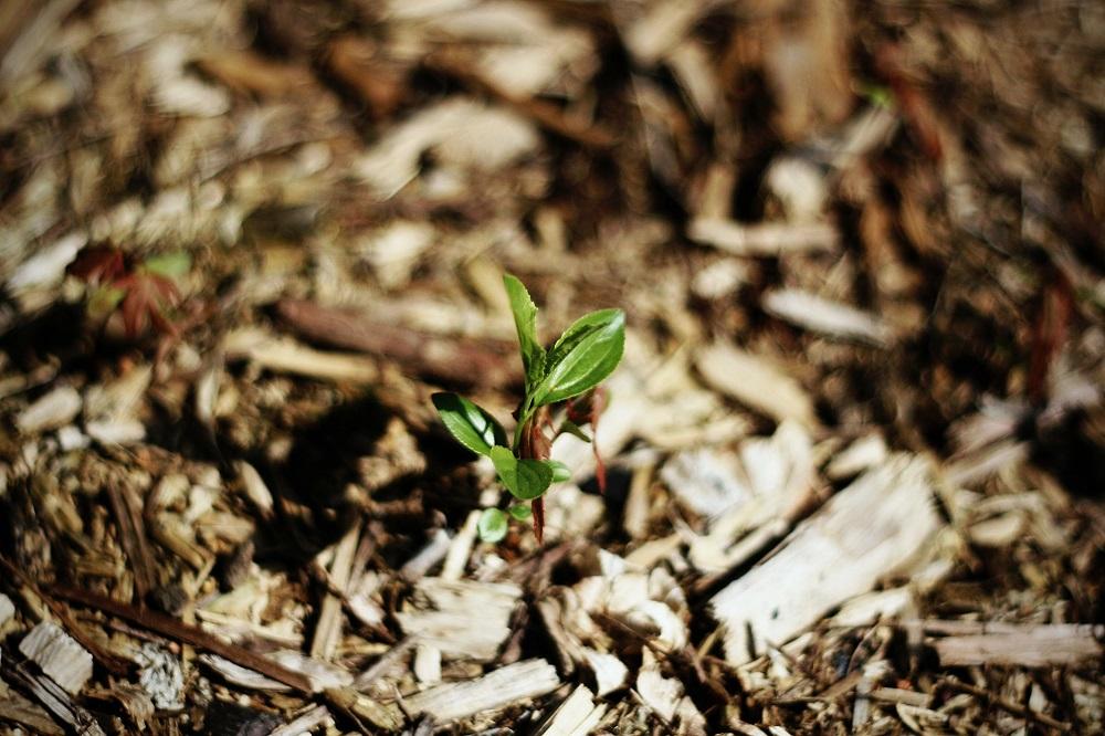 What Is Mulch How To Use It Today 2