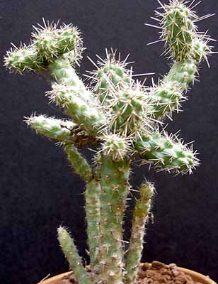 Shafer’s Opuntia