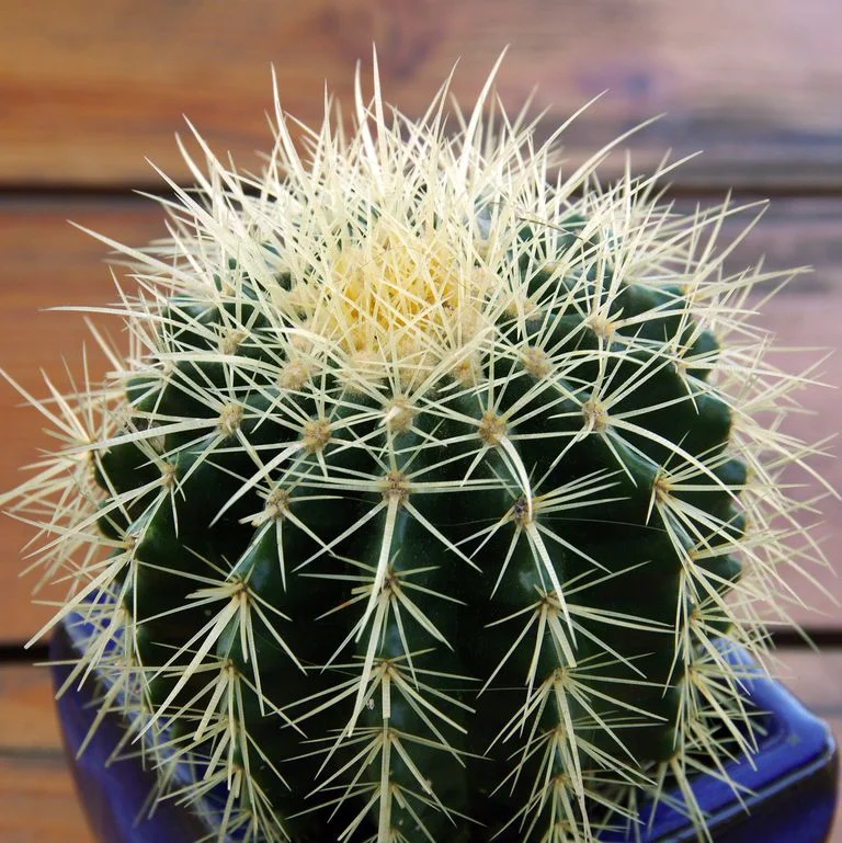 133 Types Of Cacti To Consider | A To Z Cactus Database