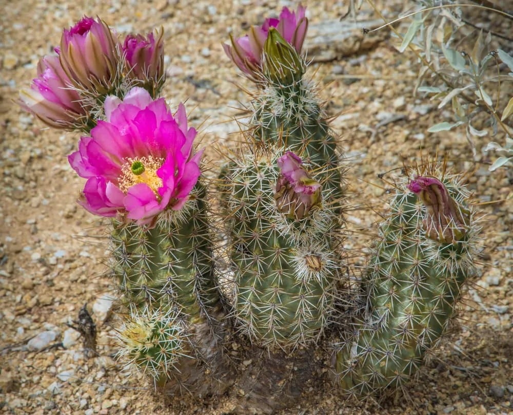 Calico Cactus