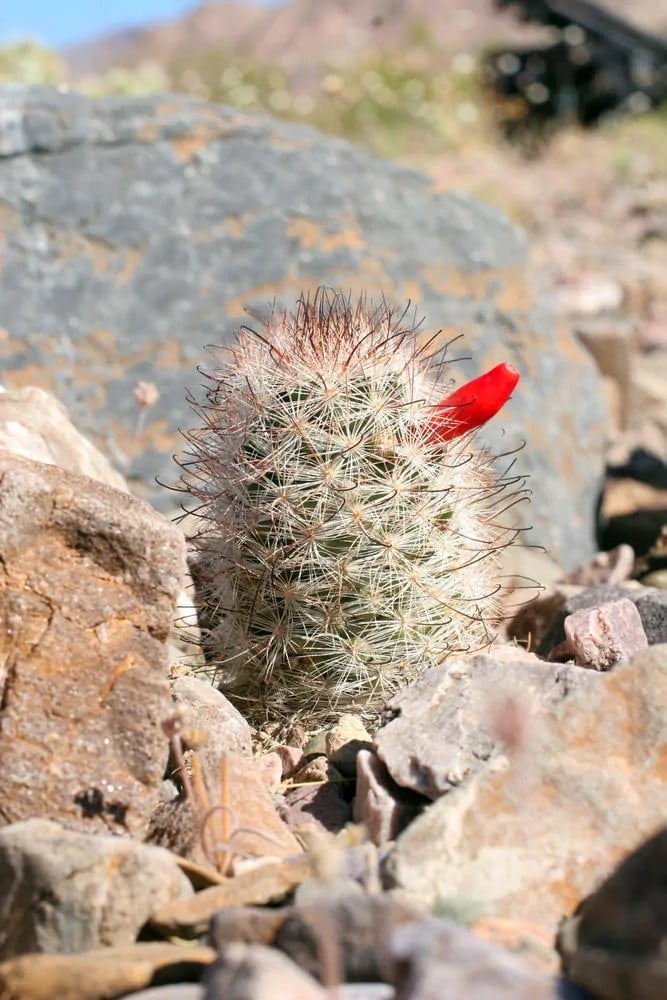 Common Fishhook Cactus