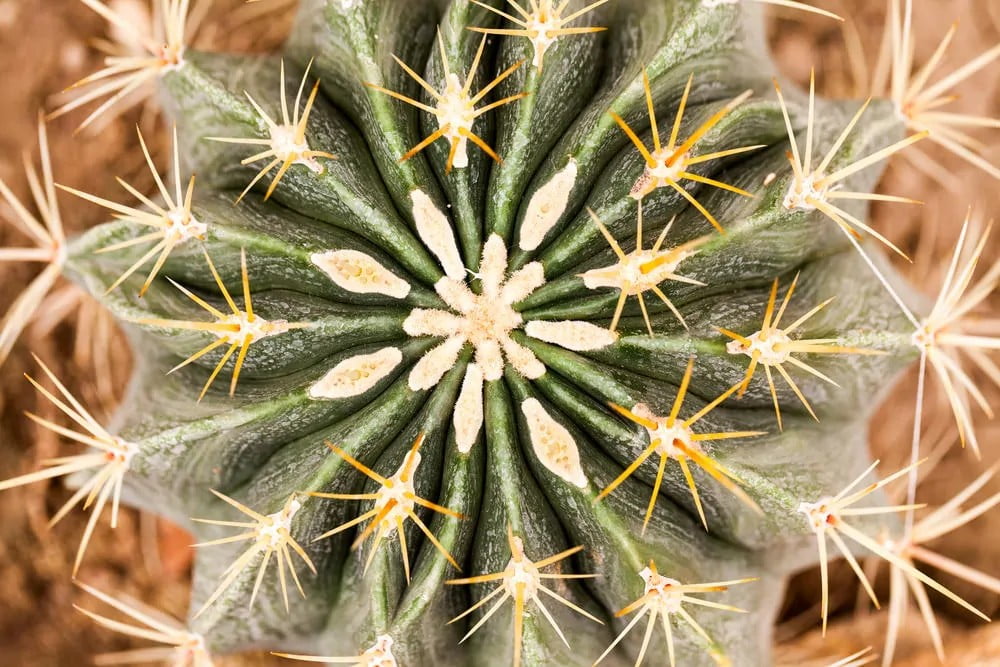Electrode Cactus