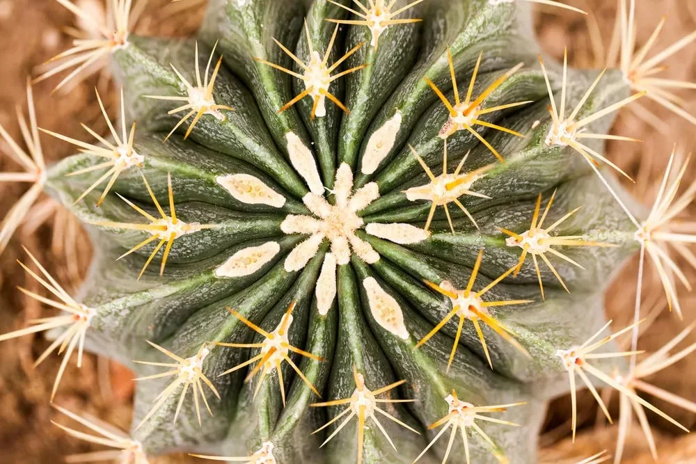 133 Types Of Cacti To Consider | A To Z Cactus Database