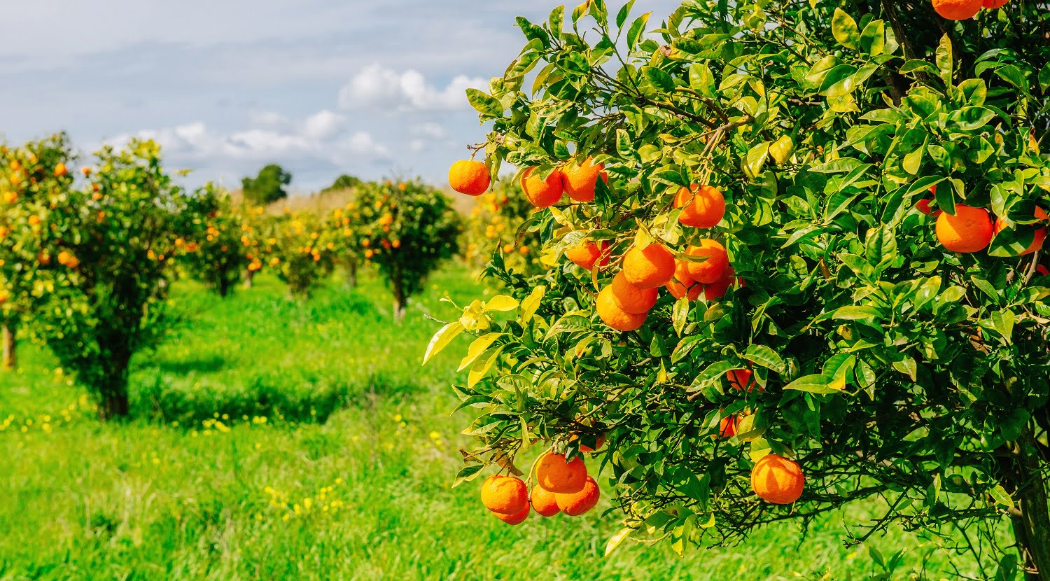 11 Best Fertilizer for Citrus Trees | Reviews + Guide