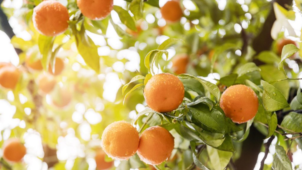 11 Best Fertilizer For Citrus Trees Reviews + Guide