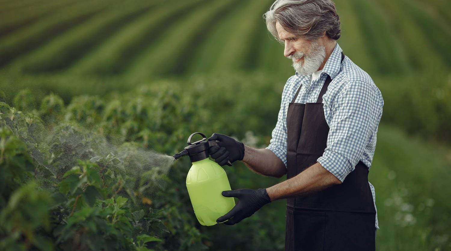Farmer spraying vegetables in the garden with herbicides. Man in a black apron.