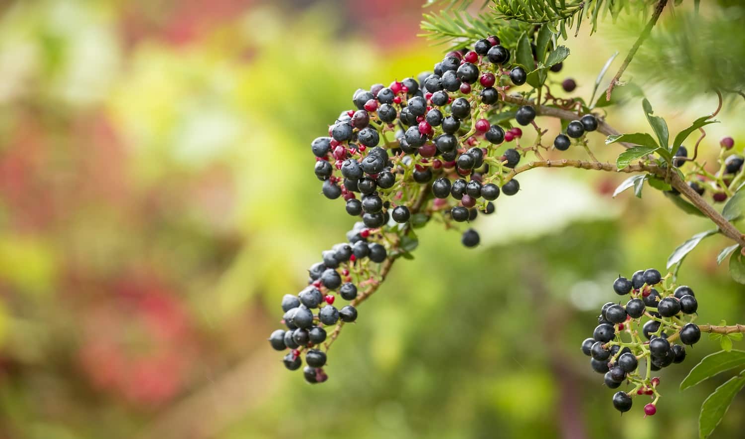 Wild blueberry plant in the Andean forest