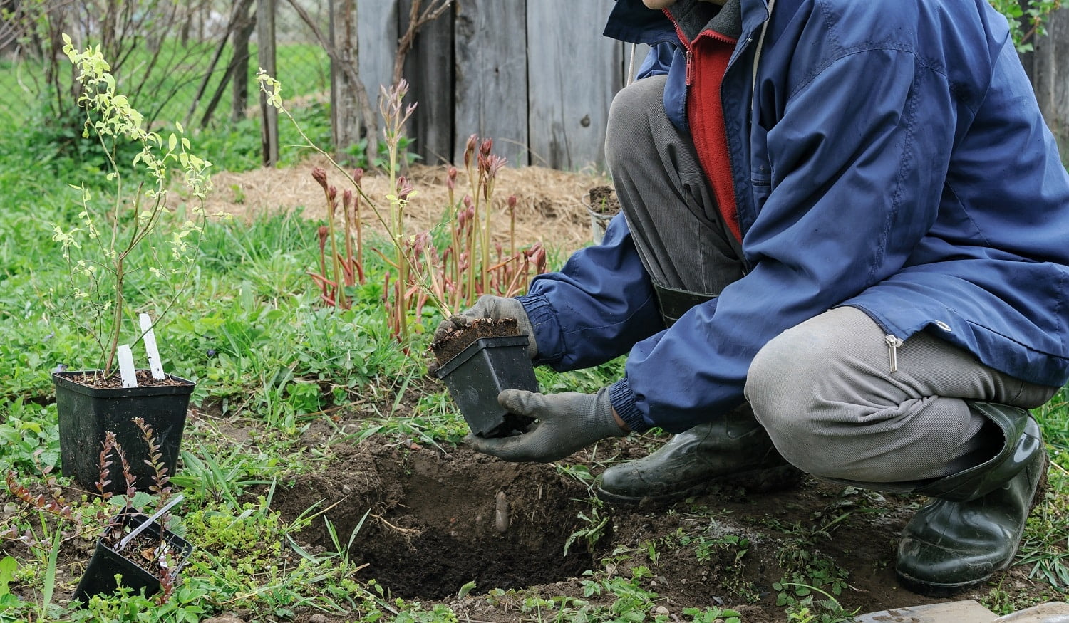 Planting berry bushes. Man is planting blueberries in a garden.