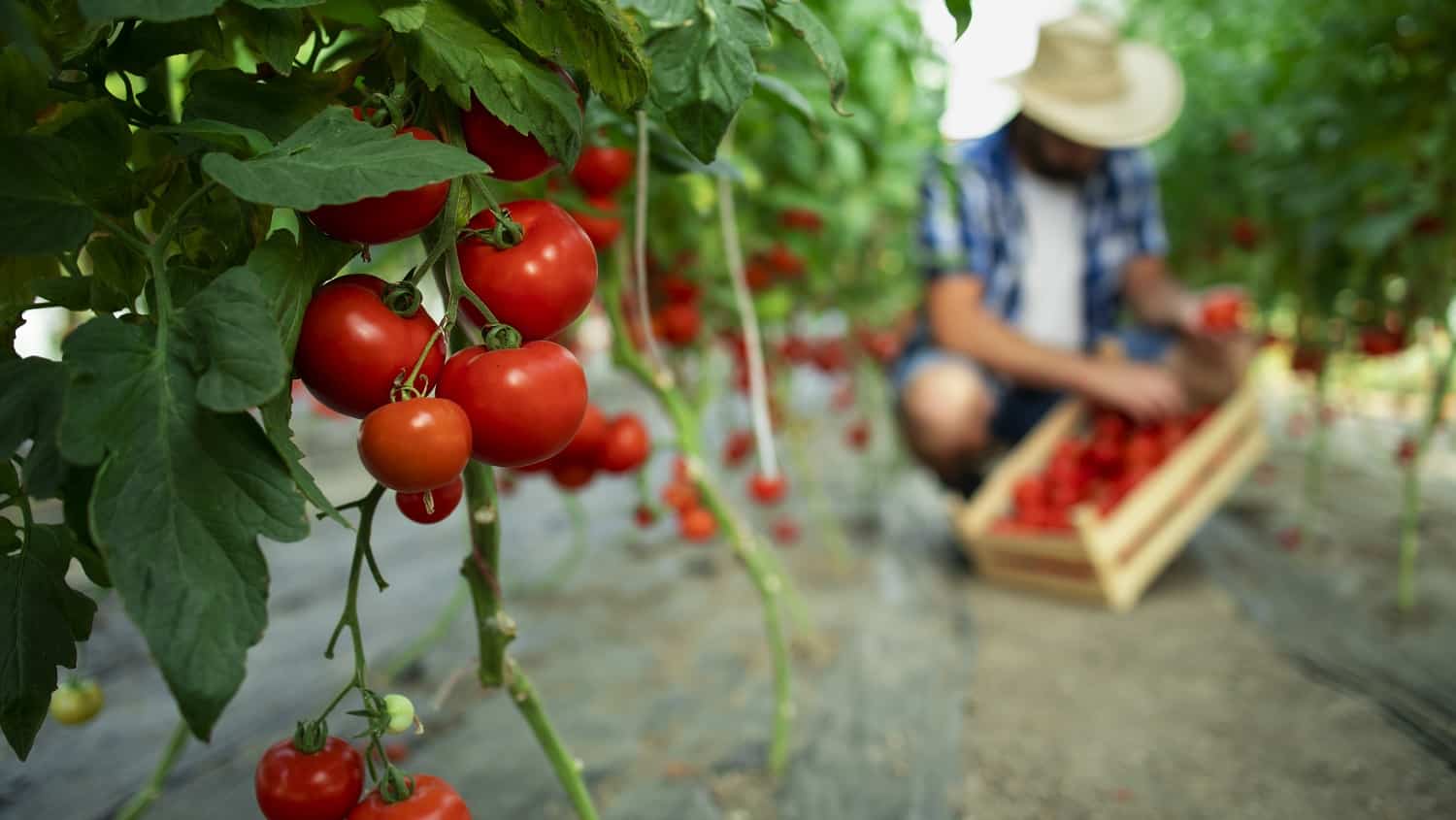 13 Best Fertilizers for Tomatoes of 2023 [Buyer’s Guide]