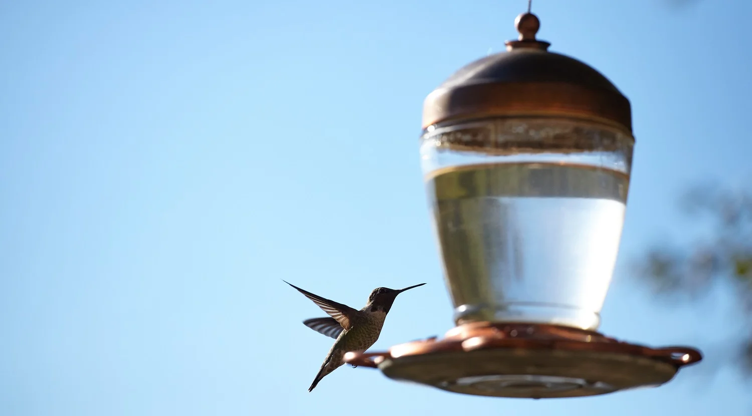 A closeup shot of a beautiful hummingbird sitting on a lamp with blurred background