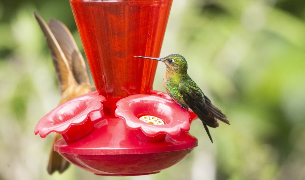7 Best Hummingbird Feeders Reviews + Guide