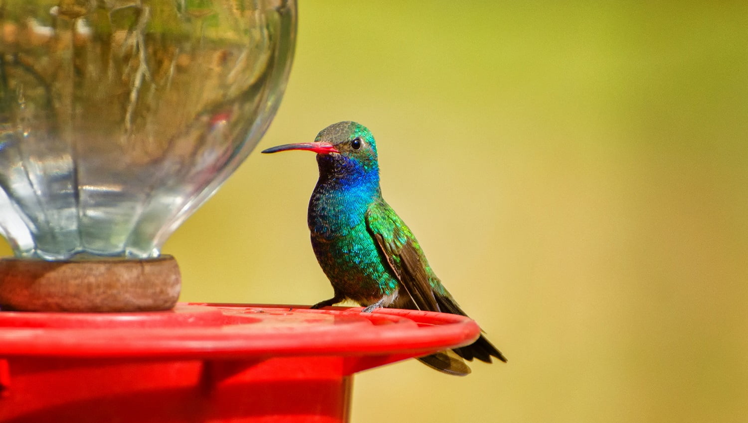 Broad-billed Hummingbird at a Feeder on a Yellow Background
