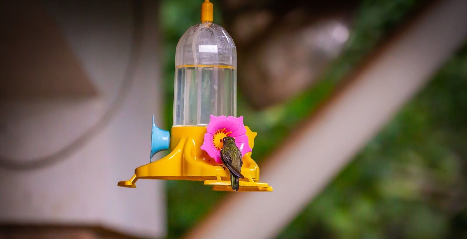 Sombre Hummingbird (Aphantochroa cirrochloris) AKA Beija-Flor Cinza feeding on a feeder in Brazil coutryside