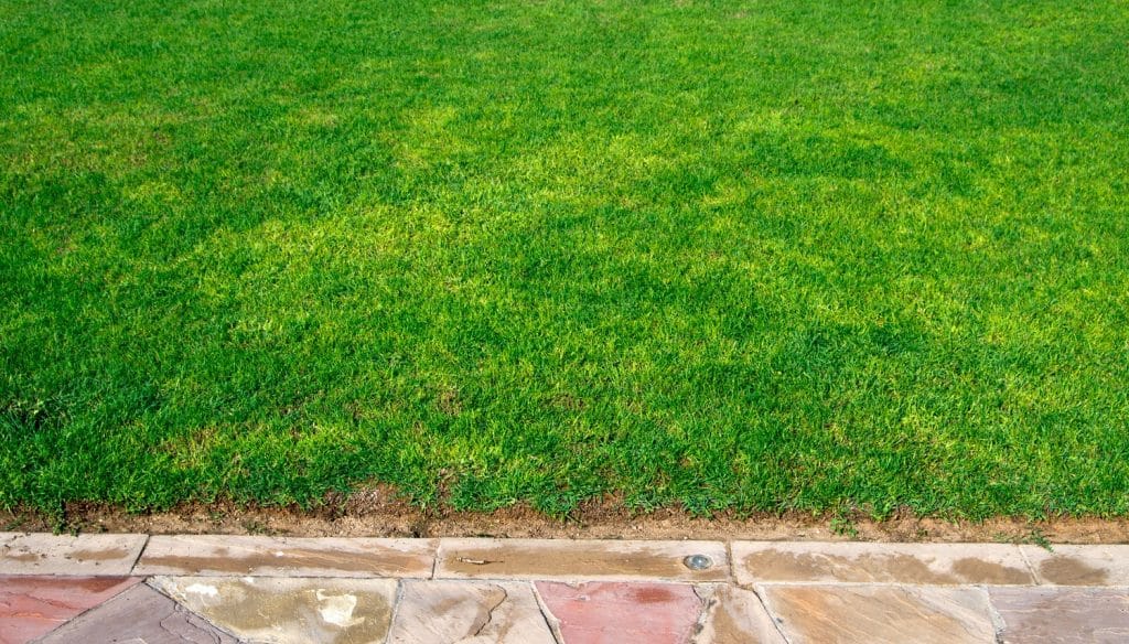 8 Best Organic Lawn Fertilizer [Reviews+Buyer's Guide]